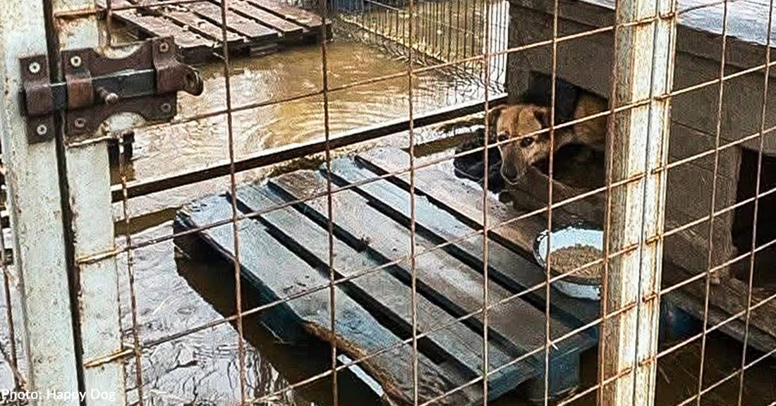 Ukraine Animal Shelters Underwater Due to Severe Flooding - Hundreds of Animals At Risk