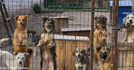 several dogs looking through fence in shelter setting