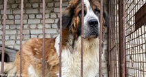 Soldiers Rescue Abandoned Dog Living in Filth Near Frontlines
