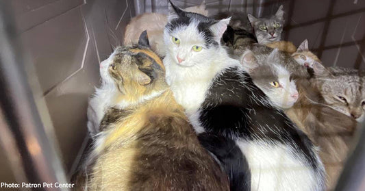 Rescue Team Saves Ukraine Woman, Her Dog, and Dozens of Cats She Feeds from Frontline