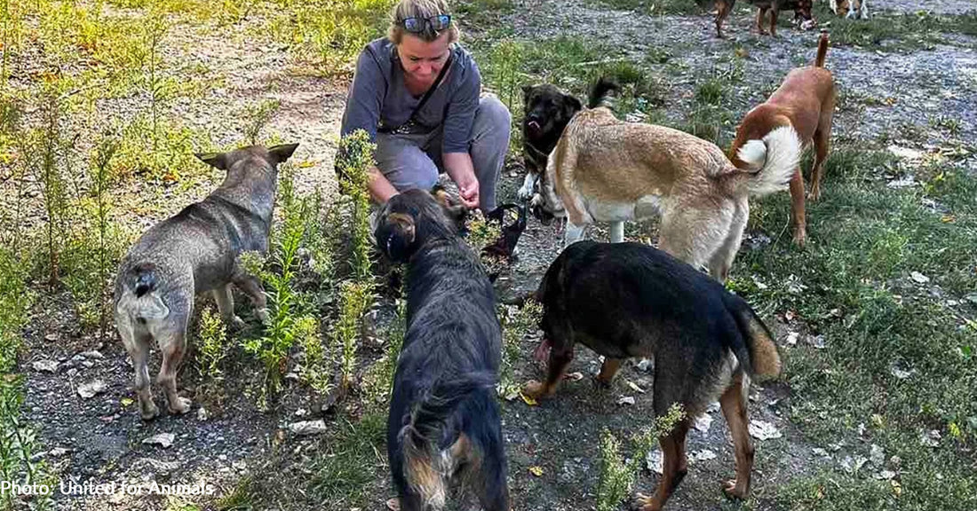 Meet Unsung Heroes In Ukraine Risking Their Lives To Care For Abandoned And Injured Animals