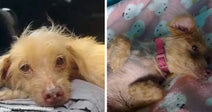 Small scruffy cream-colored dog resting with tired eyes, beside a second image of the same dog lying on a soft blanket wearing a pink collar.