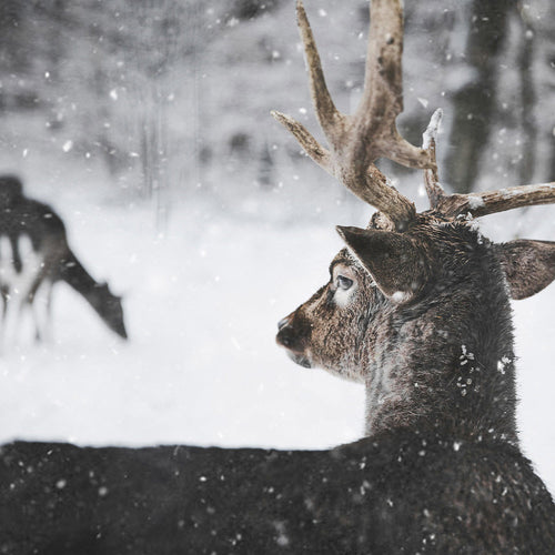 Stop Poachers From Stealing Wildlife And Robbing Americans