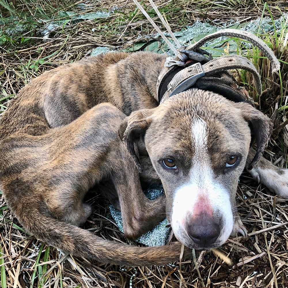 Tell the USDA to Punish Cruelty Not Excuse It