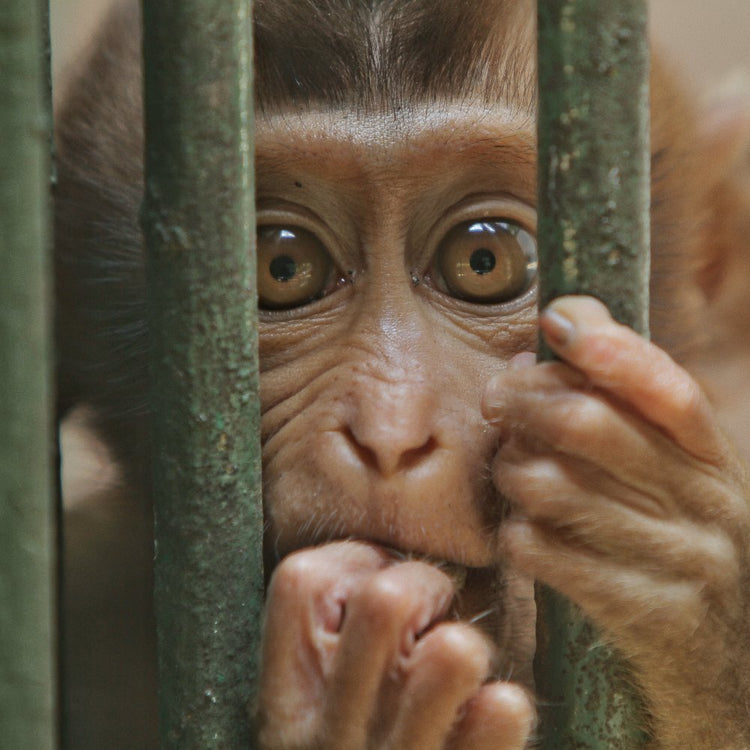 Hold This Primate Lab Accountable For Neglecting Captive Monkeys ...