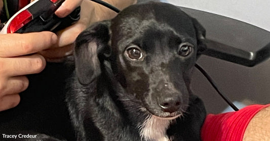 Small black dog resting on a person’s lap while someone holds grooming clippers nearby, the dog looking calmly at the camera.