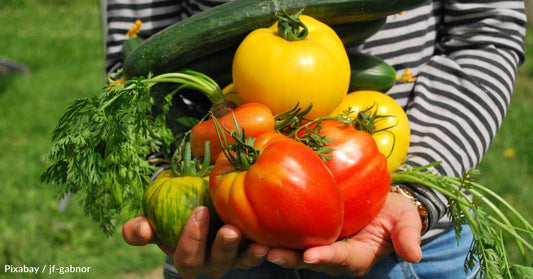 Vegetable Gardening May Help Boost Cancer Survivors' Health