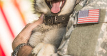 A smiling dog is held by a U.S. soldier in camouflage uniform, with an American flag visible in the background.
