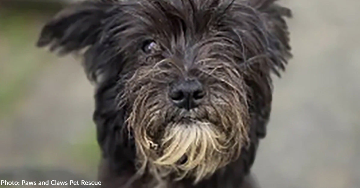 Over 100 Neglected Dogs Rescued from Deplorable Conditions in Rural ...