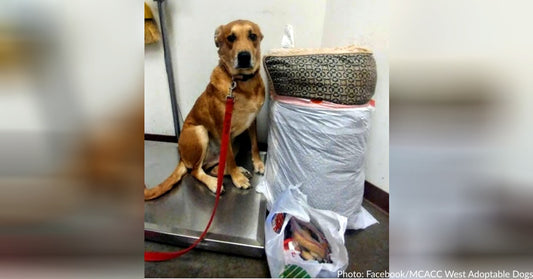 Dog Surrendered To Shelter With His Bed And All His Toys