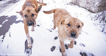 two tan dogs walking in the snow looking at camera
