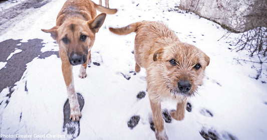 two tan dogs walking in the snow looking at camera