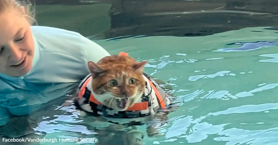 An orange tabby cat in a life jacket floats in a therapy pool while a staff member supports it, the cat looking startled and vocal.