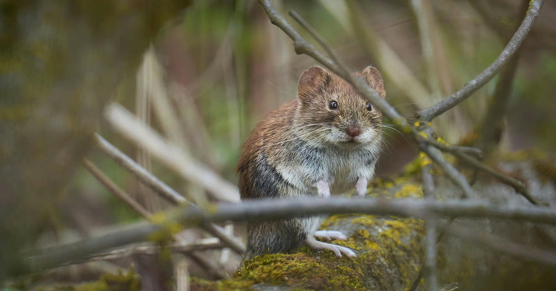 Conservationists Are Using Glitter To Help These Critters Beat Extinction