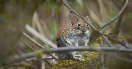 Conservationists Are Using Glitter To Help These Critters Beat Extinction