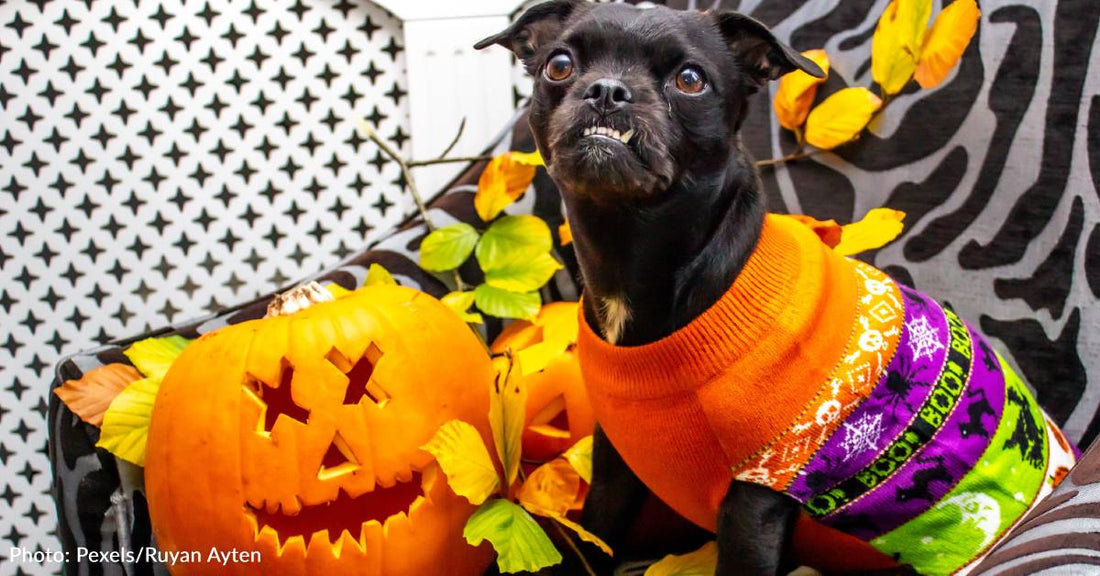 7 Spooktacular Ways To Celebrate Halloween With Your Dog