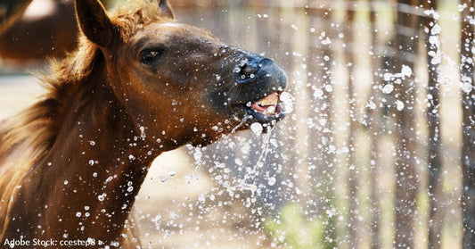 5 Ways To Keep Horses Cool In The Summer Heat