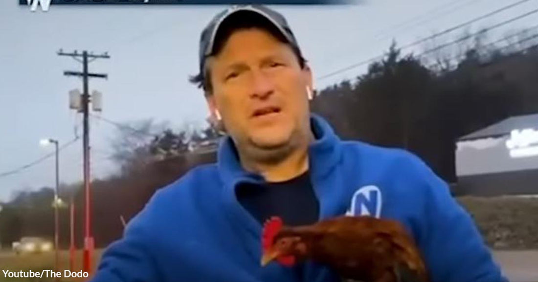 Weatherman Builds a Friendship with The Chicken He Rescued Amidst a Blizzard