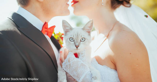 Reddit Backs Up Bride Who Wants Pets in Her Wedding Party Instead of "Miracle" Niece and Nephew