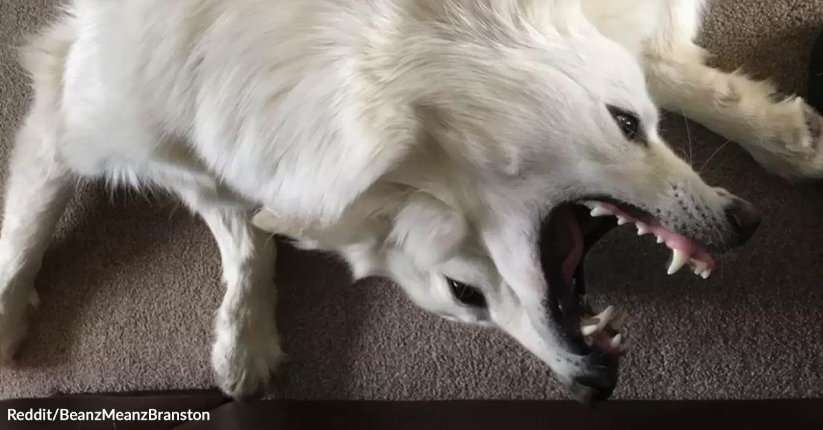 Confusing Dog Illusion Has Everyone Wondering What They’re Really ...
