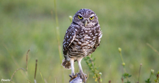 Burrowing Owls Face Extinction Threats as California Developers Claim Vital Habitat