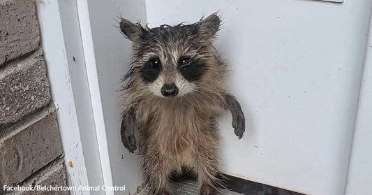 A soaked raccoon stands upright against a white door, its fur matted and paws held close to its chest.