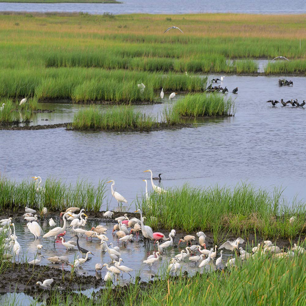 Stop The Mass Destruction Of America’s Wetlands
