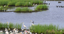 Stop The Mass Destruction Of America’s Wetlands