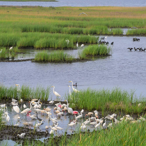 Stop The Mass Destruction Of America’s Wetlands