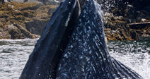 Don't Let Budget Cuts Sentence Whales to Death