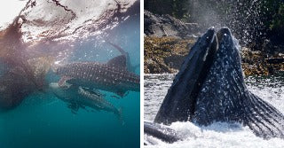 On the left, whale sharks swim beneath a fishing net in blue ocean water; on the right, a humpback whale lunges above the surface near a rocky coastline.