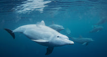 Dolphins swimming underwater near the surface in open ocean.