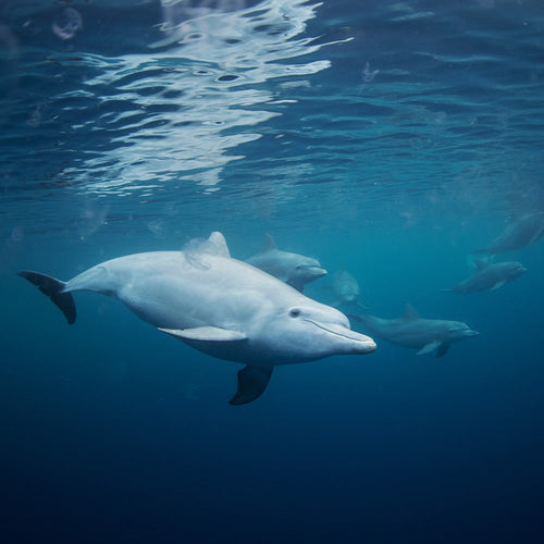 Dolphins swimming underwater near the surface in open ocean.