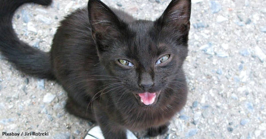 10 Common Noises Your Cat Makes, and What They Mean