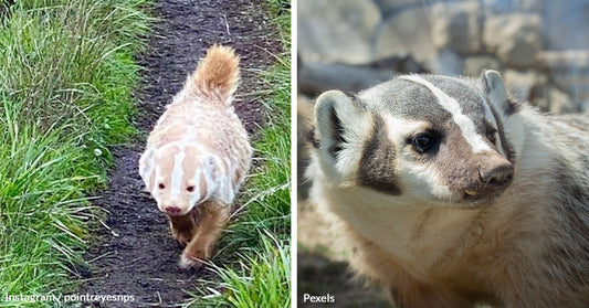 Rare White Badger Captured in Stunning Photo at Point Reyes National Seashore