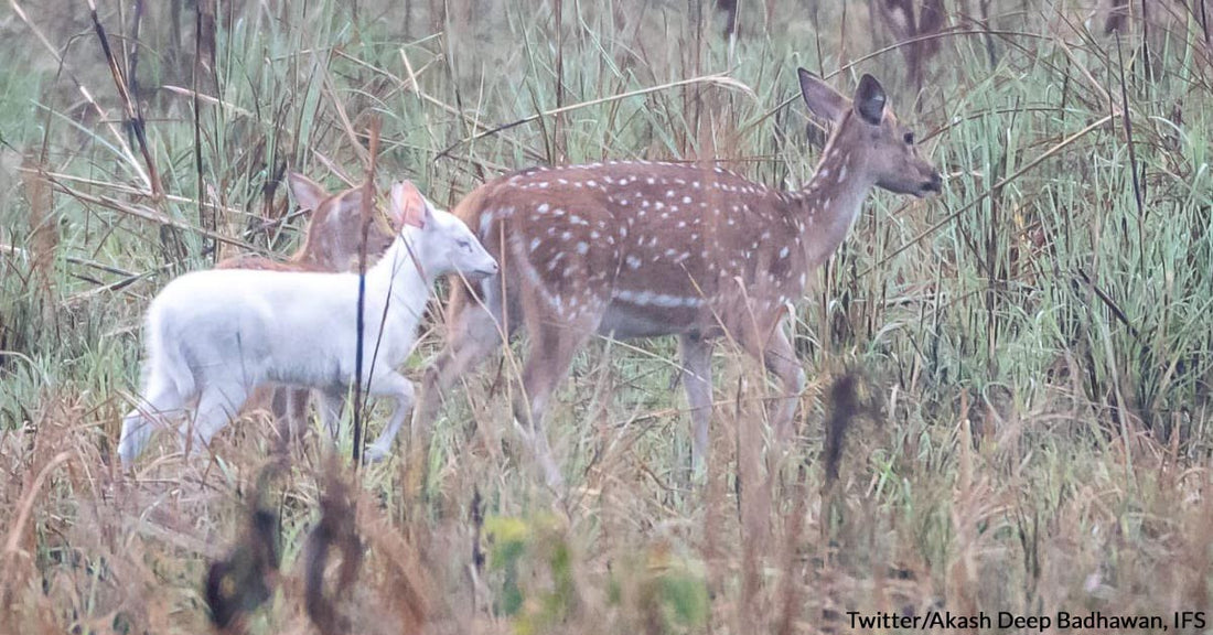 People Are Left in Awe After Seeing a Photo of a Majestic White Deer Shared on Twitter