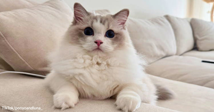 Fluffy Ragdoll Cat Charms Millions With Her Sweet Cartoon Meow ...