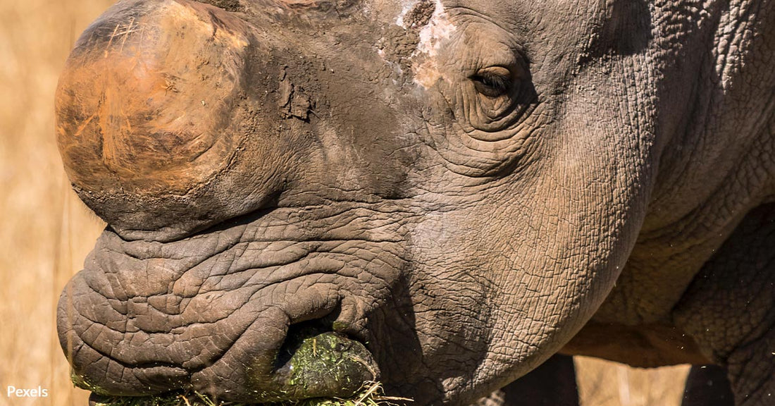 The Remarkable Rebound of Africa's White Rhino Population