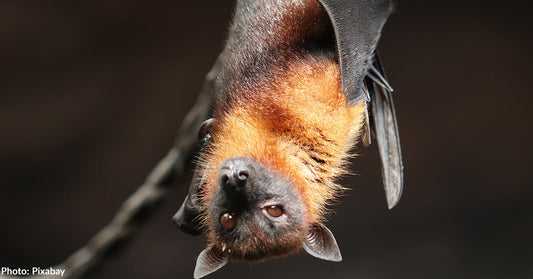 brown bat handing upside down looking at camera