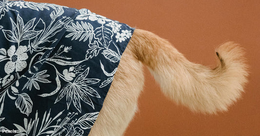 Decoding Canine Tails — A Matter of Emotional Survival for Your Furry Friend