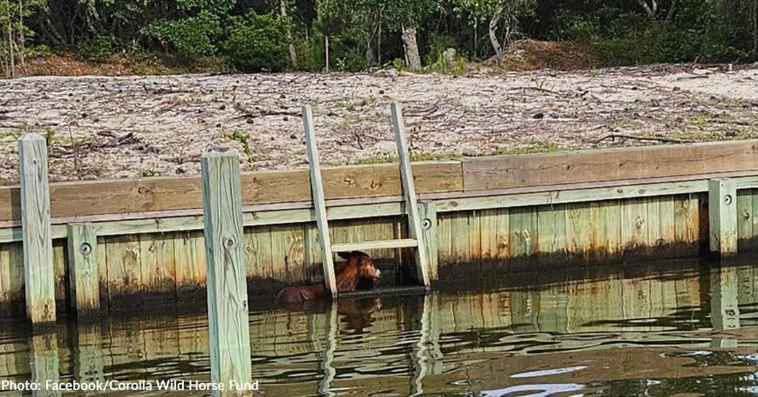 Wild Foal Trapped in Canal Rescued by Community and Reunited with Distressed Mom