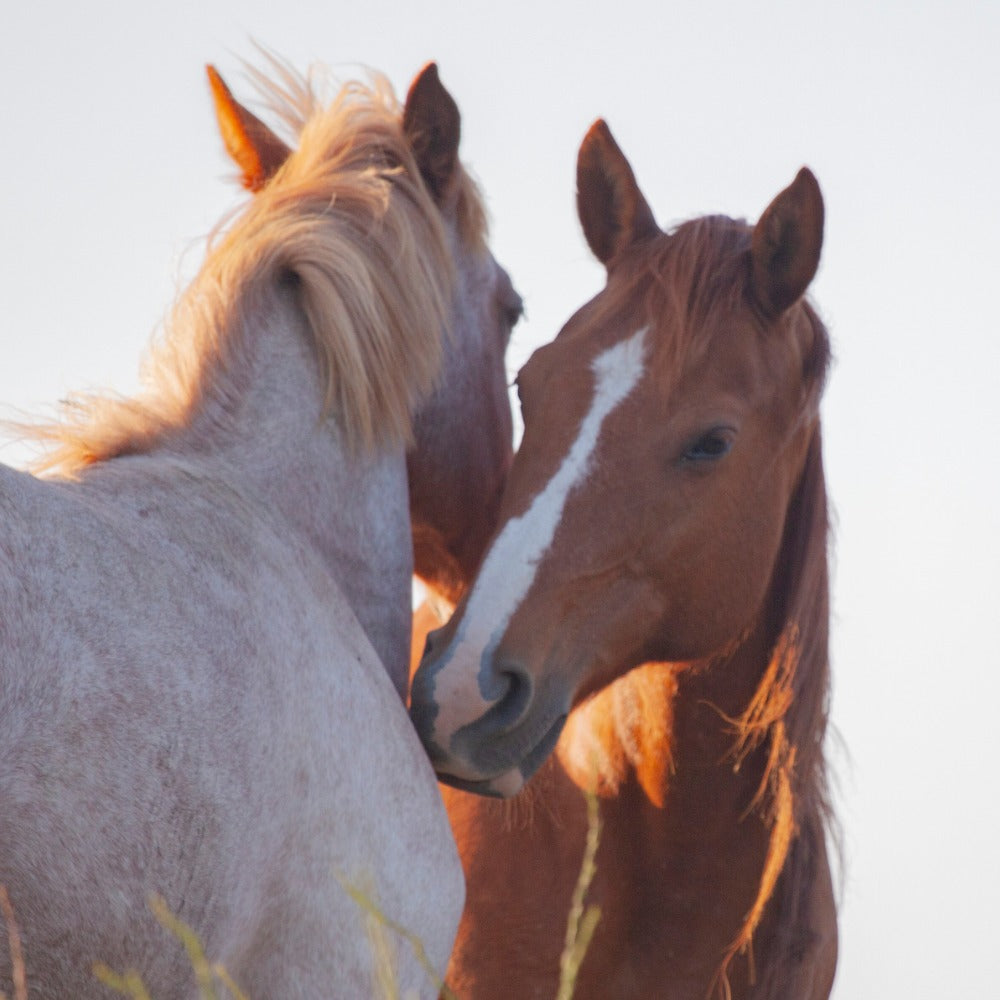 Stop the Federal Program Sending Wild Horses to Slaughter