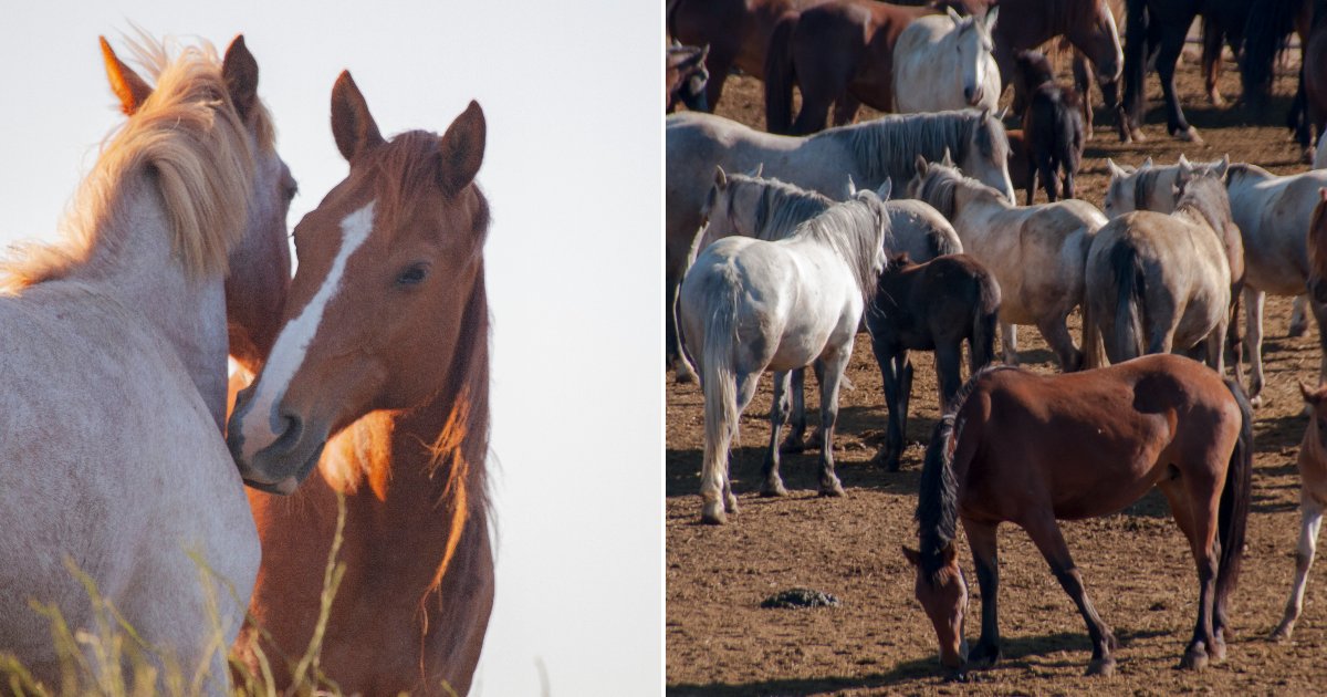 Trump's BLM Is Rounding Up Wild Horses and Selling Them to Slaughterhouses