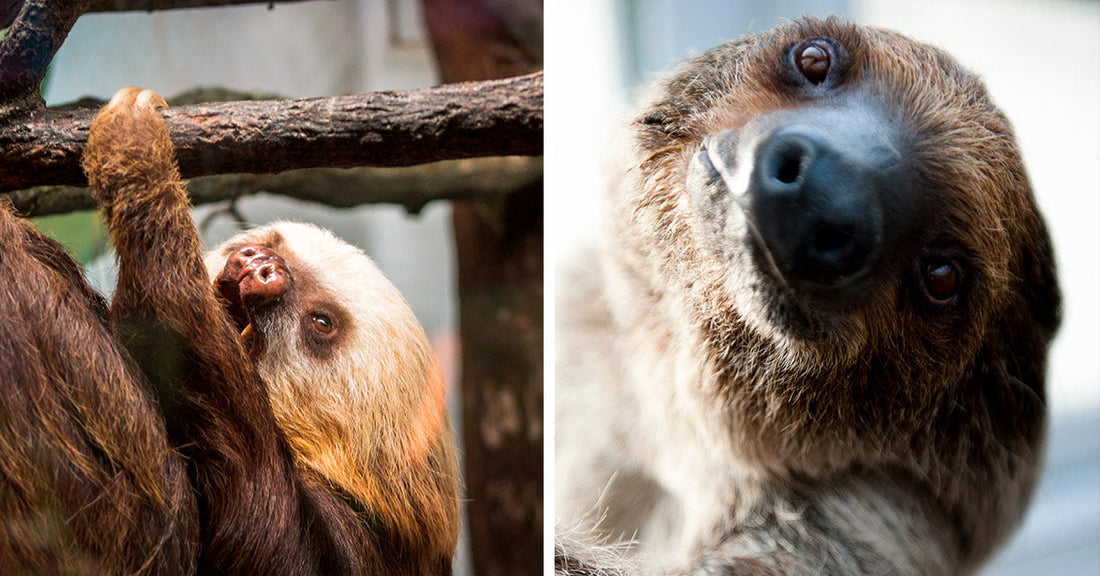 Split image showing a sloth hanging from a branch on the left and a close-up portrait of a sloth looking over its shoulder on the right.