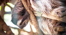 Protect Wild Sloths From Dying for Tourist Attractions