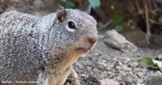 Woman Loses Her Job and Bonds with a Judgmental Squirrel