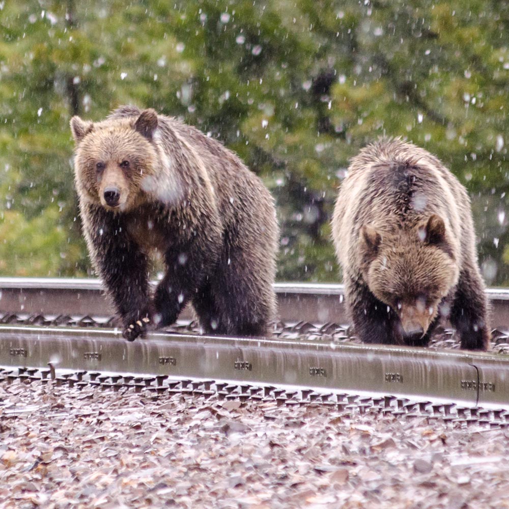 Stop The Slaughter On Canada’s Rail Lines Before More Wildlife Is Lost