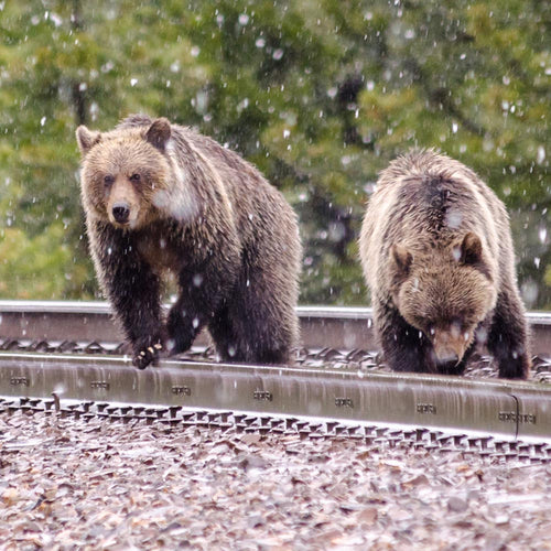 Stop The Wildlife Slaughter On Canada’s Rail Lines