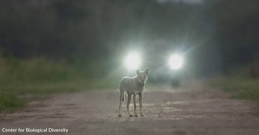 Help Build Wildlife Crossings for the Most Endangered Wolf Species in the World