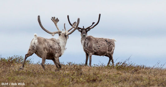 Controversial Alaska Oil Drilling Project Approved Despite Pushback From Environmentalists And Native Americans